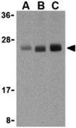 Anti-TL1A antibody used in Western Blot (WB). GTX41272