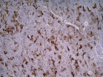 Anti-CD86 antibody [24F] used in IHC (Frozen sections) (IHC-Fr). GTX41790