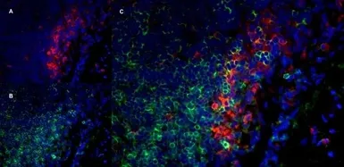 Anti-CD8 alpha antibody [OX-8] used in IHC (Frozen sections) (IHC-Fr). GTX41830