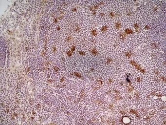 Anti-CD68 antibody [FA-11] used in IHC (Frozen sections) (IHC-Fr). GTX41865