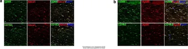 Anti-CD68 antibody [ED1] used in IHC (Paraffin sections) (IHC-P). GTX41868