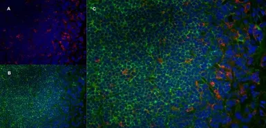 Anti-CD68 antibody [ED1] used in IHC (Frozen sections) (IHC-Fr). GTX41868