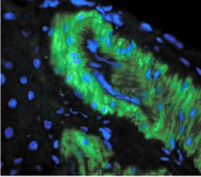 Anti-Nitrotyrosine antibody [39B6] used in Immunocytochemistry/ Immunofluorescence (ICC/IF). GTX41979