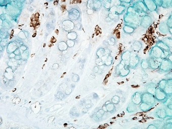 Anti-8-Hydroxyguanosine antibody [15A3] used in IHC (Paraffin sections) (IHC-P). GTX41980