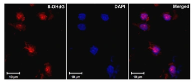 Anti-8-Hydroxyguanosine antibody [15A3] used in IHC (Paraffin sections) (IHC-P). GTX41980