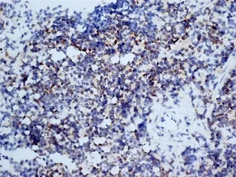 Anti-CD3 antibody [KT3] (Low endotoxin, azide free) used in IHC (Frozen sections) (IHC-Fr). GTX42108