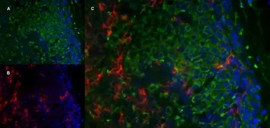 Anti-Mannose Receptor antibody [MR5D3] used in IHC (Frozen sections) (IHC-Fr). GTX42263