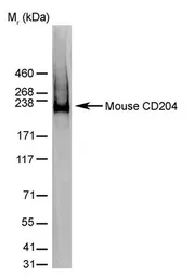 Anti-MSR1 antibody [2F8] used in Western Blot (WB). GTX42280