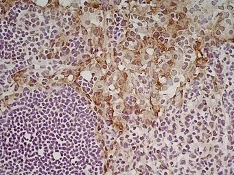 Anti-MSR1 antibody [2F8] (Low endotoxin, azide free) used in IHC (Frozen sections) (IHC-Fr). GTX42281