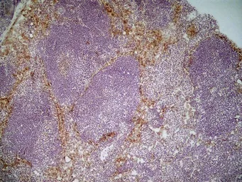 Anti-MSR1 antibody [2F8] used in IHC (Frozen sections) (IHC-Fr). GTX42282