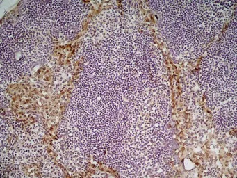 Anti-MSR1 antibody [2F8] used in IHC (Frozen sections) (IHC-Fr). GTX42282