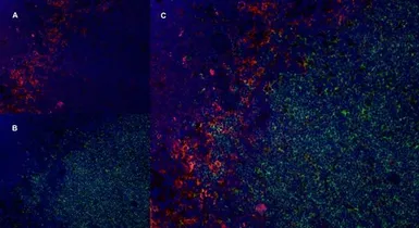 Anti-CD169 antibody [ED3] used in IHC (Frozen sections) (IHC-Fr). GTX42356