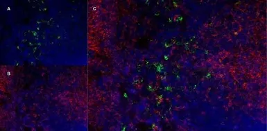 Anti-CD169 antibody [3D6.112] used in IHC (Frozen sections) (IHC-Fr). GTX42363