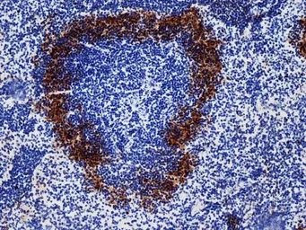 Anti-CD169 antibody [3D6.112] used in IHC (Frozen sections) (IHC-Fr). GTX42363