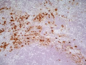 Anti-CD163 antibody [ED2] used in IHC (Frozen sections) (IHC-Fr). GTX42366