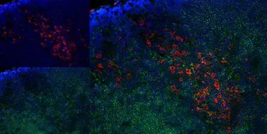 Anti-CD163 antibody [ED2] used in IHC (Frozen sections) (IHC-Fr). GTX42367