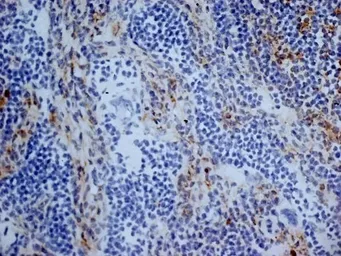 Anti-CD13 antibody [R3-63] (Low endotoxin, azide free) used in IHC (Frozen sections) (IHC-Fr). GTX42442