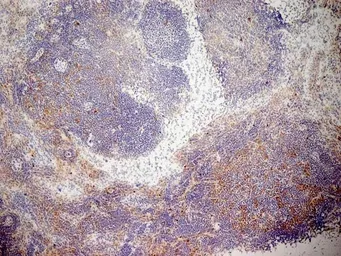 Anti-CD13 antibody [R3-63] (Low endotoxin, azide free) used in IHC (Frozen sections) (IHC-Fr). GTX42442