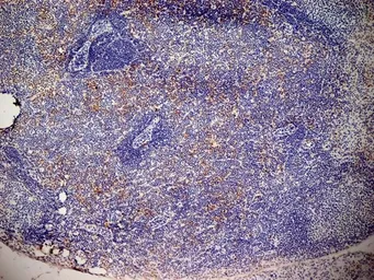 Anti-CD13 antibody [ER-BMDM1] used in IHC (Frozen sections) (IHC-Fr). GTX42443