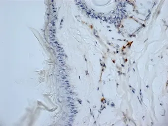 Anti-CD13 antibody [ER-BMDM1] used in IHC (Frozen sections) (IHC-Fr). GTX42443