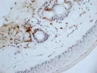 Anti-CD13 antibody [ER-BMDM1] used in IHC (Frozen sections) (IHC-Fr). GTX42443