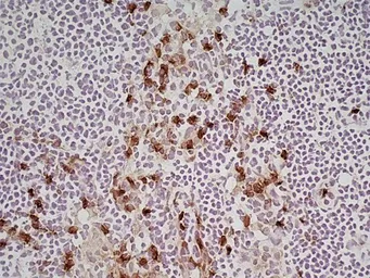 Anti-CD11b antibody [M1/70.15] (Low endotoxin, azide free) used in IHC (Frozen sections) (IHC-Fr). GTX42473