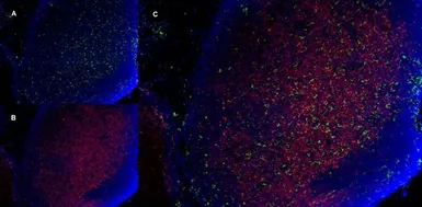 Anti-CD11b antibody [5C6] (Low endotoxin, azide free) used in IHC (Frozen sections) (IHC-Fr). GTX42476