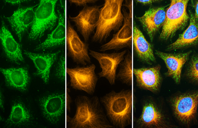 FSD Fluor&trade; Triple-Color (488/594/647) Antibody Labeling Kit. GTX440440