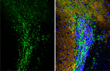 FSD Fluor&trade; Triple-Color (488/594/647) Antibody Labeling Kit. GTX440440