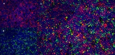 Anti-CD4 antibody [OX-35] used in IHC (Frozen sections) (IHC-Fr). GTX44519