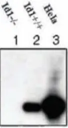 Anti-ID1 antibody [195-14] used in Western Blot (WB). GTX44599