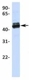 Anti-CREB3L2 antibody, N-term used in Western Blot (WB). GTX44627