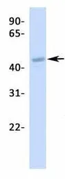 Anti-CREB3L2 antibody, N-term used in Western Blot (WB). GTX44627