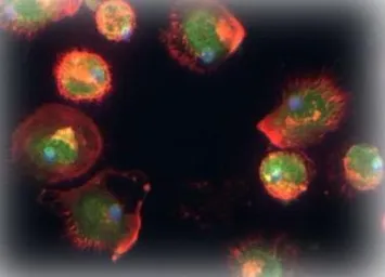 Anti-TFPI2 antibody, Internal used in Immunocytochemistry/ Immunofluorescence (ICC/IF). GTX44864