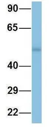 Anti-TINAGL1 antibody, Internal used in Western Blot (WB). GTX44884