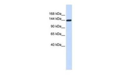 Anti-DAAM1 antibody, Internal used in Western Blot (WB). GTX45331