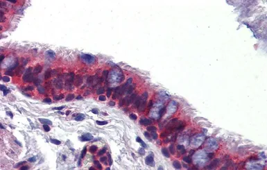 Anti-BMPER antibody, C-term used in IHC (Paraffin sections) (IHC-P). GTX45752