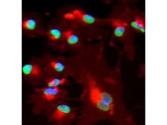 Anti-Bmi1 antibody used in Immunocytochemistry/ Immunofluorescence (ICC/IF). GTX45791
