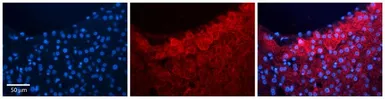 Anti-HBS1L antibody, C-term used in IHC (Paraffin sections) (IHC-P). GTX45800