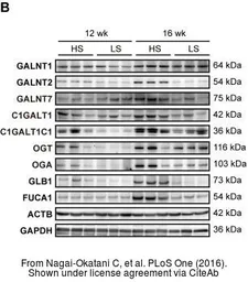 Anti-C1GALT1 antibody, Internal used in Western Blot (WB). GTX46062
