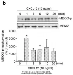 Anti-MAP3K1 antibody, C-term used in Western Blot (WB). GTX46204