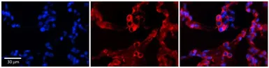 Anti-GPAA1 antibody, C-term used in IHC (Paraffin sections) (IHC-P). GTX46455