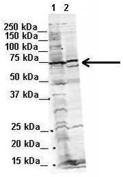 Anti-WBP11 antibody, N-term used in Western Blot (WB). GTX46466