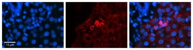 Anti-SHMT2 antibody, C-term used in IHC (Paraffin sections) (IHC-P). GTX46481