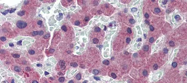 Anti-TFR2 antibody, N-term used in IHC (Paraffin sections) (IHC-P). GTX46553