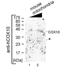 Anti-COX10 antibody, Internal used in Western Blot (WB). GTX46576