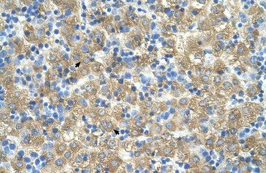 Anti-MARVELD3 antibody, Internal used in IHC (Paraffin sections) (IHC-P). GTX46649