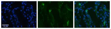 Anti-SLCO2B1 antibody, N-term used in IHC (Paraffin sections) (IHC-P). GTX46821