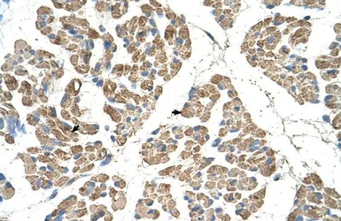 Anti-SLC22A7 antibody, N-term used in IHC (Paraffin sections) (IHC-P). GTX47049