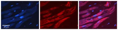 Anti-ALAD antibody, Internal used in IHC (Paraffin sections) (IHC-P). GTX47128